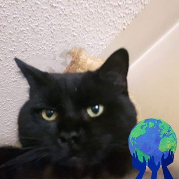 Meet your Posher, Dennis - Picture 1 of 1